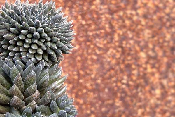 Sinocrassula Giromagi Cactus And Succulents Buy Plants Online