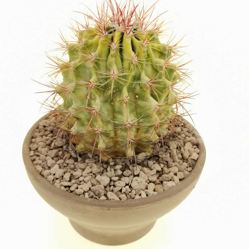 Ferocactus Stainesii LM 19 17 Cm Cactaceae Giromagi Vendita Piante