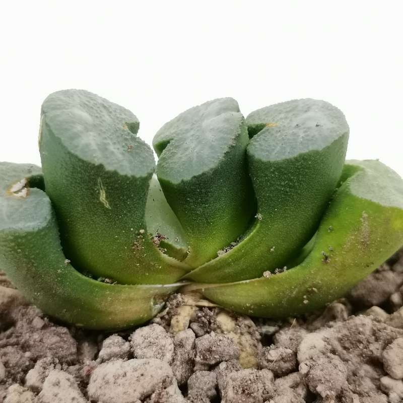 Haworthia Maughanii Cm Aloaceae Giromagi Vendita Piante Grasse