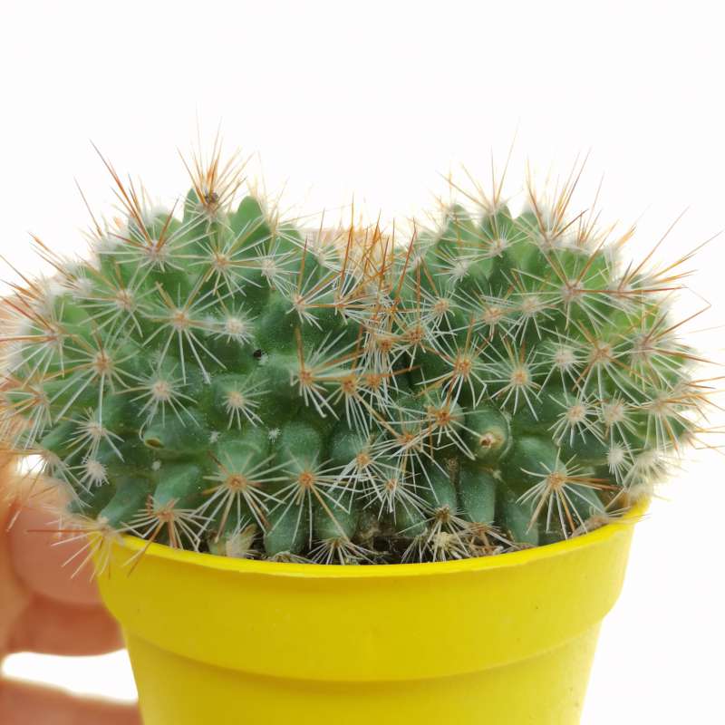 Mammillaria Spinosissima F Rubrispina Dicotomica 6 5 Cm Cactaceae