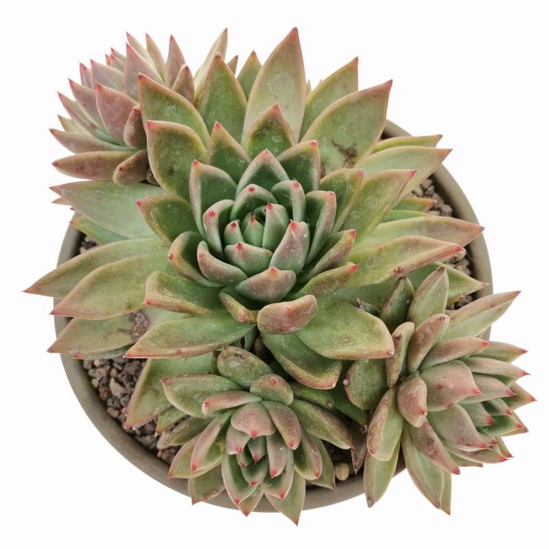 Echeveria Agavoides Miranda Cm Crassulaceae Giromagi Vendita