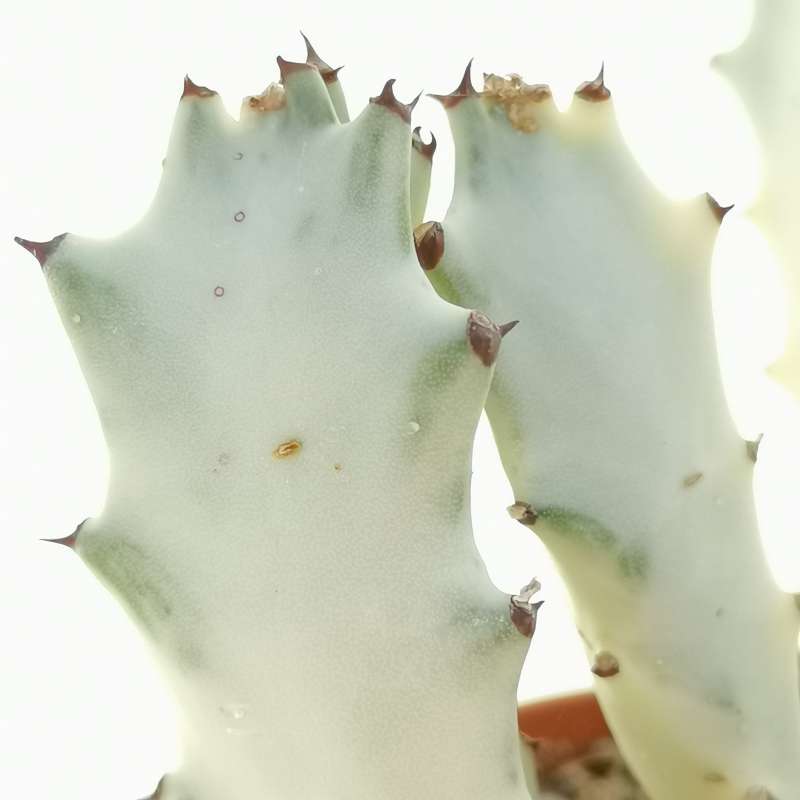 Euphorbia Lactea Cv White Ghost 10 Cm Euphorbiaceae Giromagi