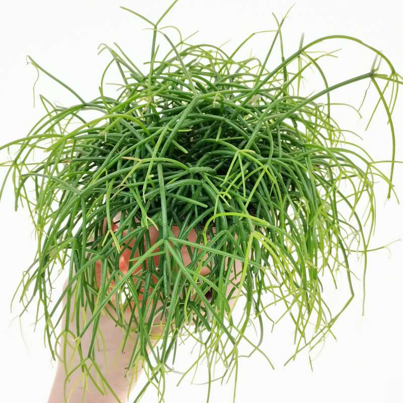 Rhipsalis Cashero 12 Cm Cactaceae Giromagi Vendita Piante Grasse