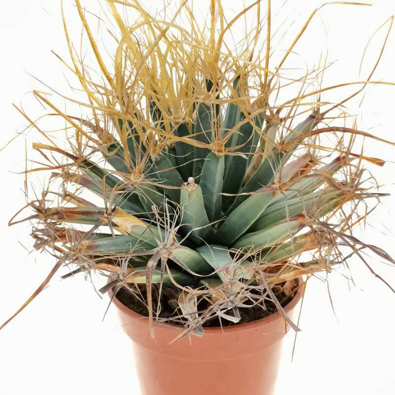 Leuchtenbergia Principis Cm Cactaceae Giromagi Vendita Piante