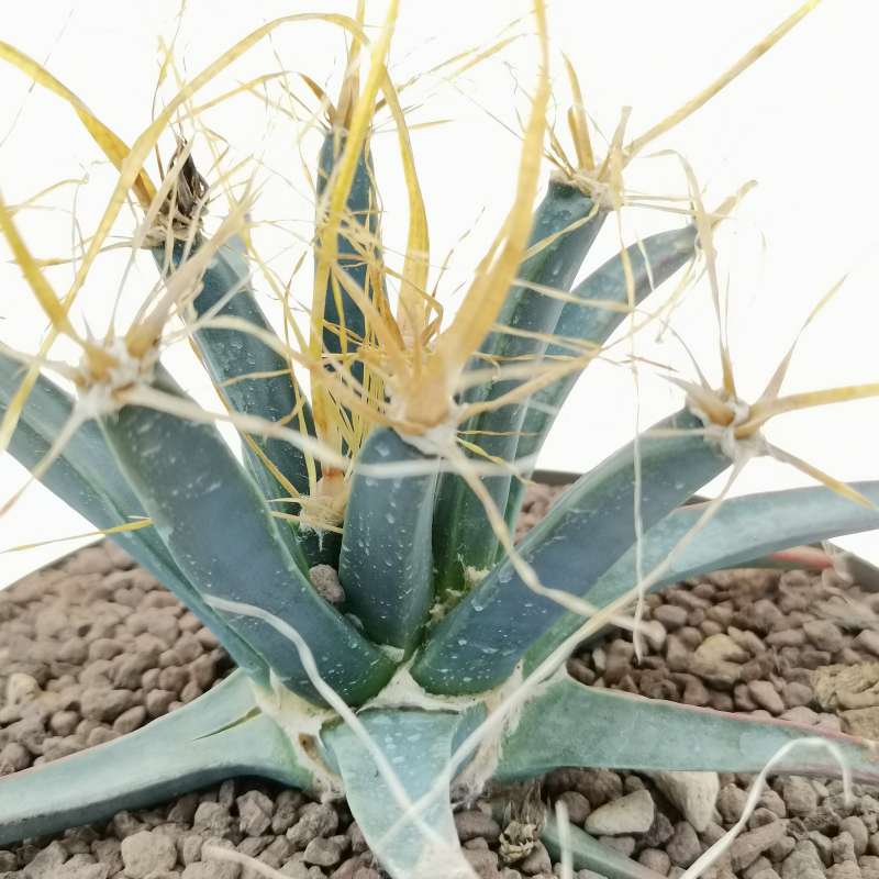 Leuchtenbergia Principis Cm Cactaceae Giromagi Vendita Piante