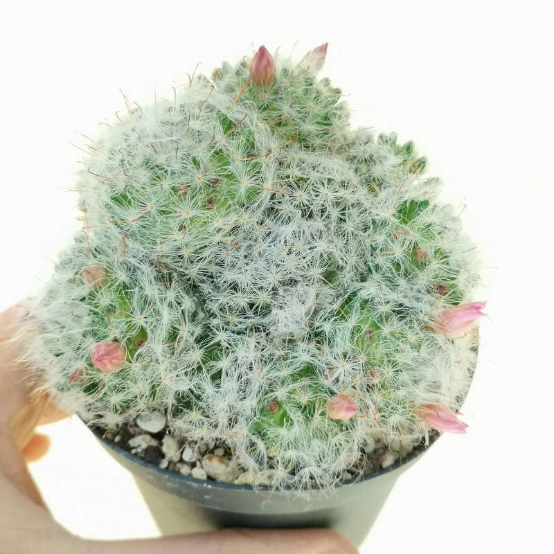 Mammillaria Bocasana Cv Roseiflora 10 Cm Cactaceae Giromagi