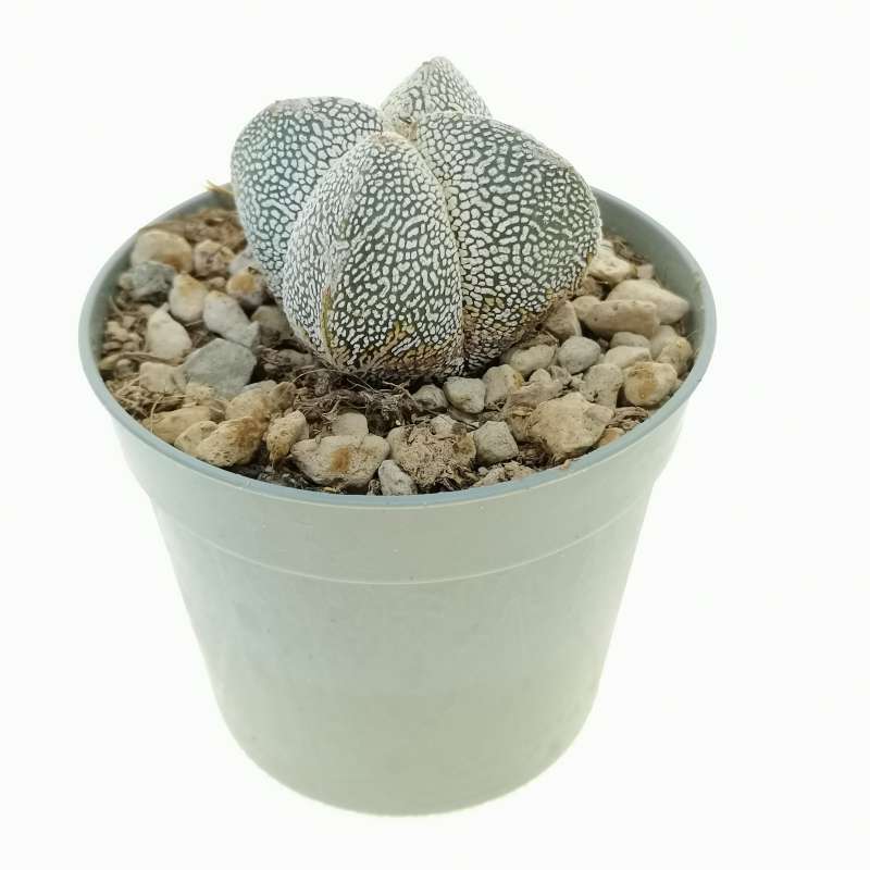 Astrophytum Myriostigma Cv Onzuka Quadricostatum Cm Cactaceae