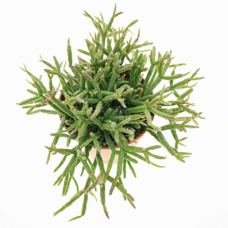 Rhipsalis Burchellii 9 Cm Cactaceae Giromagi Vendita Piante Grasse