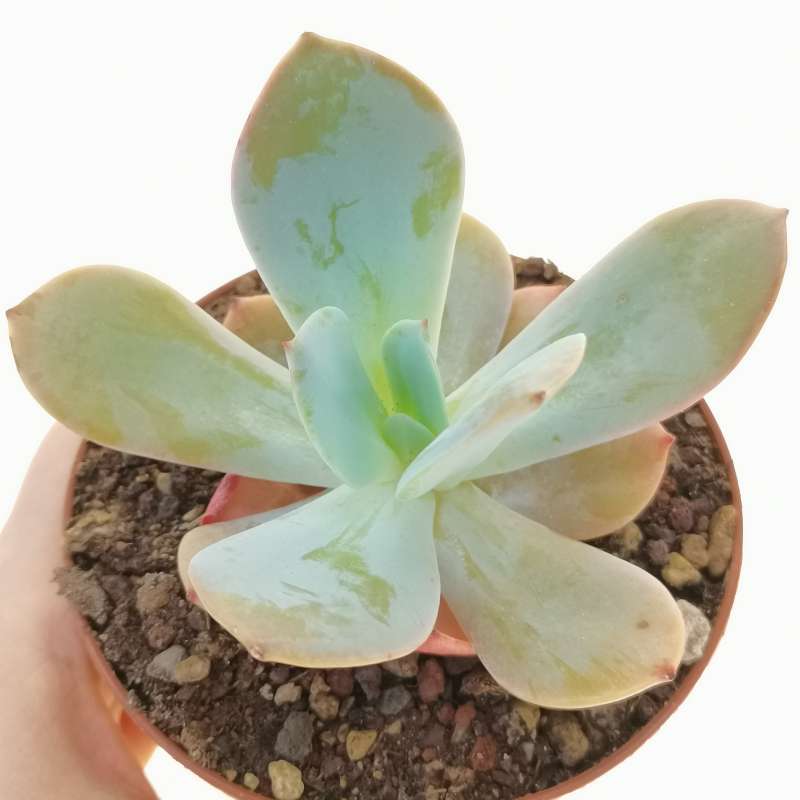 Echeveria Laui X Fulgens Cm Crassulaceae Giromagi Vendita