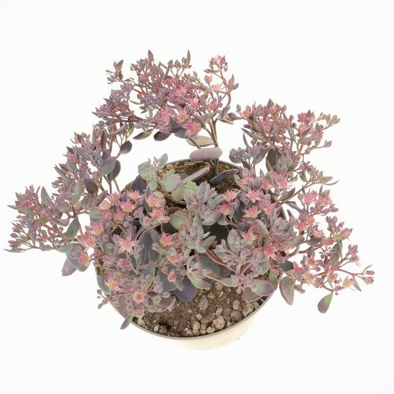 Sedum Red Canyon Cm Crassulaceae Giromagi Vendita Piante Grasse