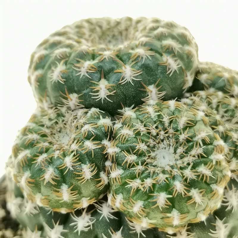 Sulcorebutia Arenacea Prolifera Cm Cactaceae Giromagi Vendita