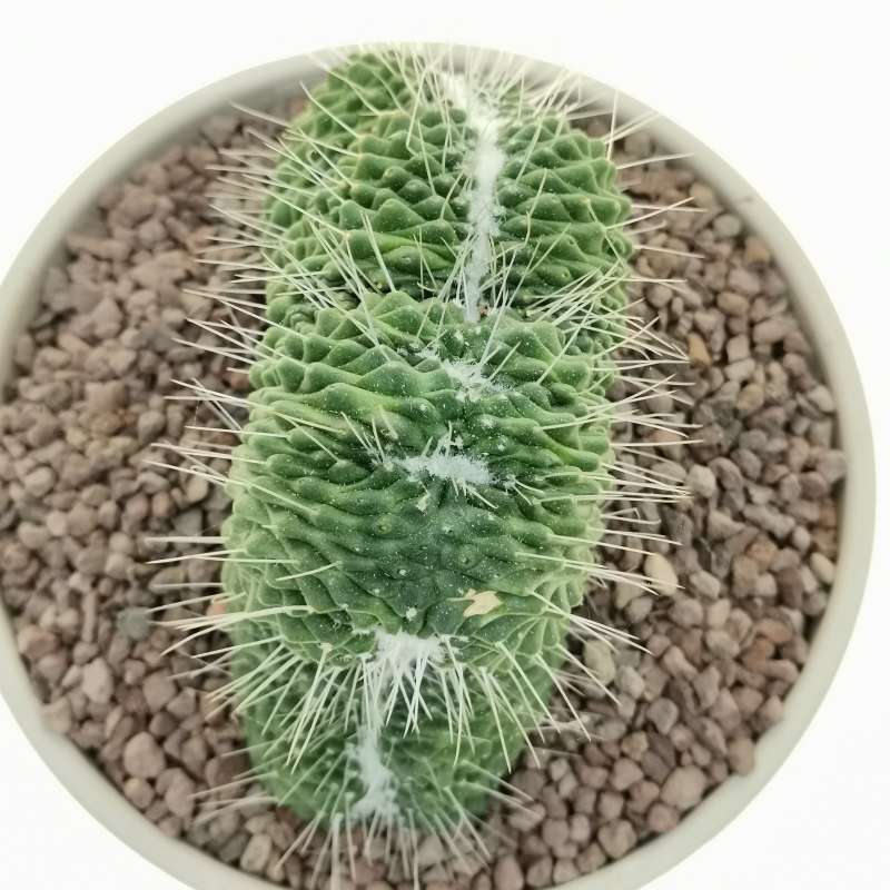 Mammillaria Spinosissima Cv Un Pico F Crestata 15 Cm Cactaceae