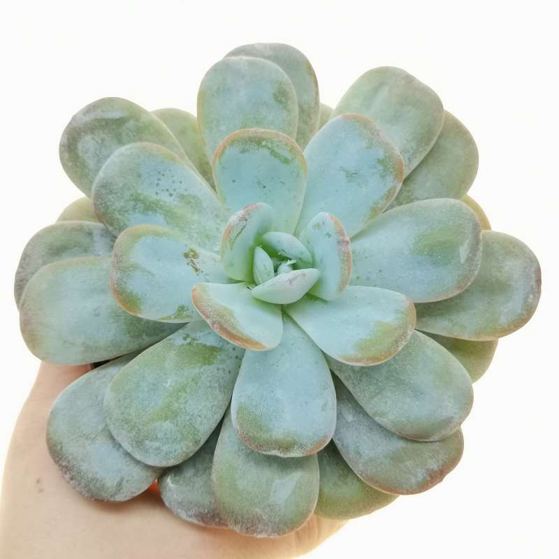 Echeveria Laui Cm Crassulaceae Giromagi Vendita Piante Grasse