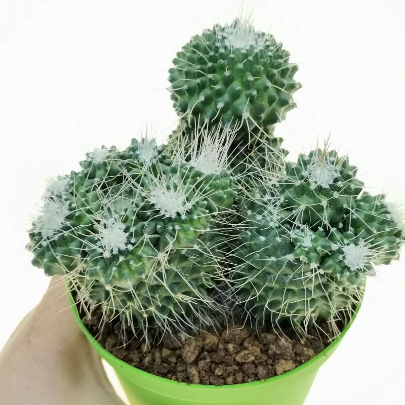 Mammillaria Spinosissima Cv Un Pico F Mostruosa Cm Cactaceae