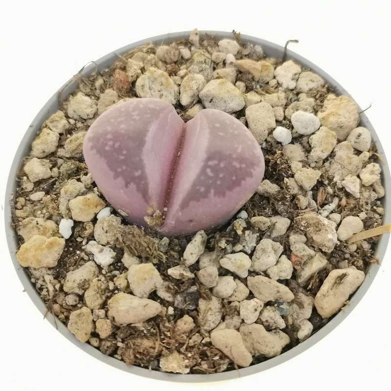 Lithops Optica Var Rubra Cm Aizoaceae Giromagi Vendita Piante