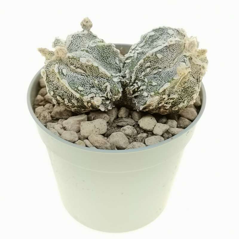 Astrophytum Myriostigma Cv Fukuryu Haku Jo Hania F Dicotomica Cm