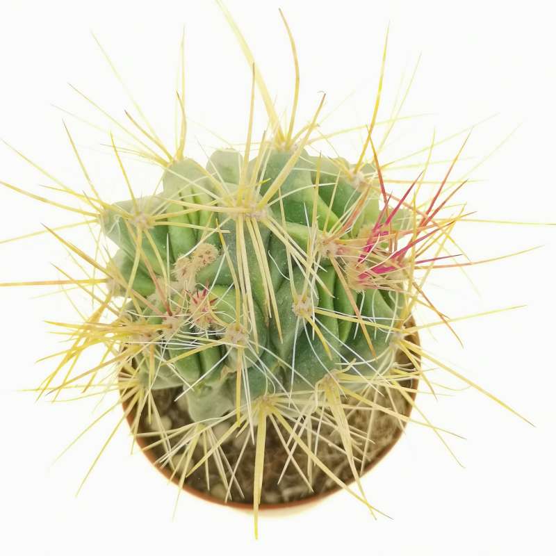 Ferocactus Stainesii F Crestata Dicotomica Cm Cactaceae