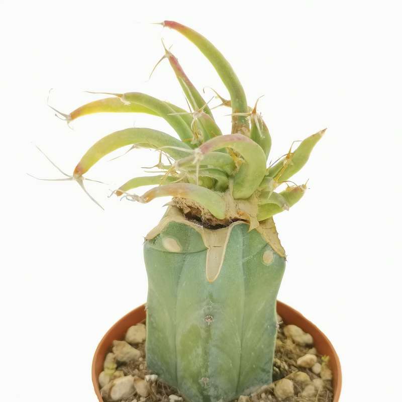 Leuchtenbergia Principis F Crestata Cm Cactaceae Giromagi