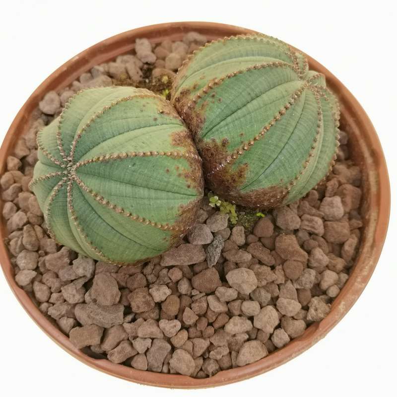 Euphorbia Obesa Arrow F Dicotomica Cm Euphorbiaceae Giromagi