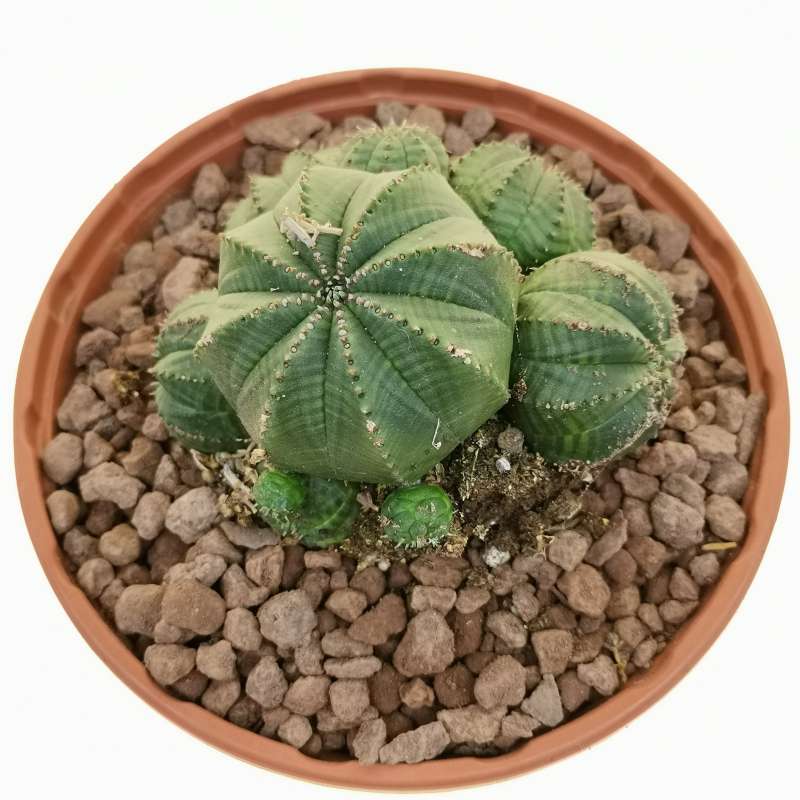 Euphorbia Obesa F Prolifera Rare Form Cm Euphorbiaceae