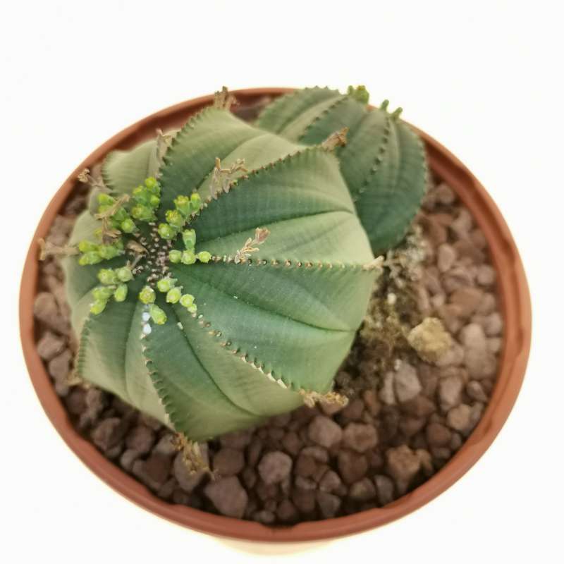 Euphorbia Obesa F Dicotomica Rare Form 17 Cm Euphorbiaceae