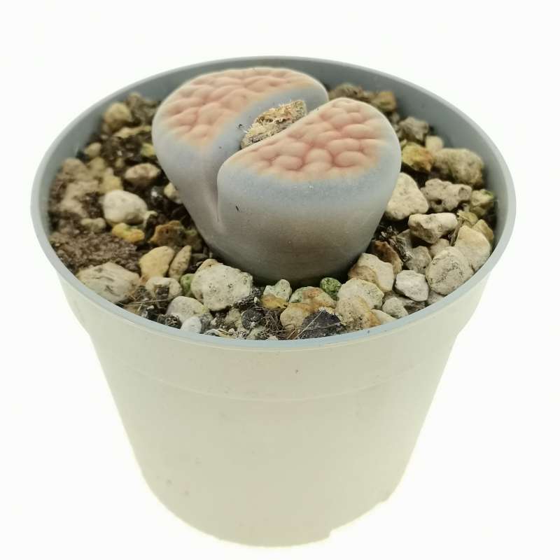 Lithops Karasmontana Var Aiaisensis Cv Orange Top Cm Aizoaceae