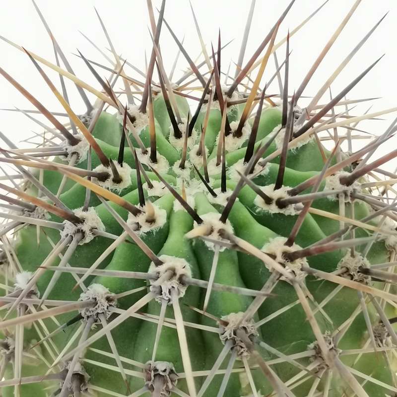 Carnegiea Gigantea Saguaro Cm Cactaceae Giromagi Vendita