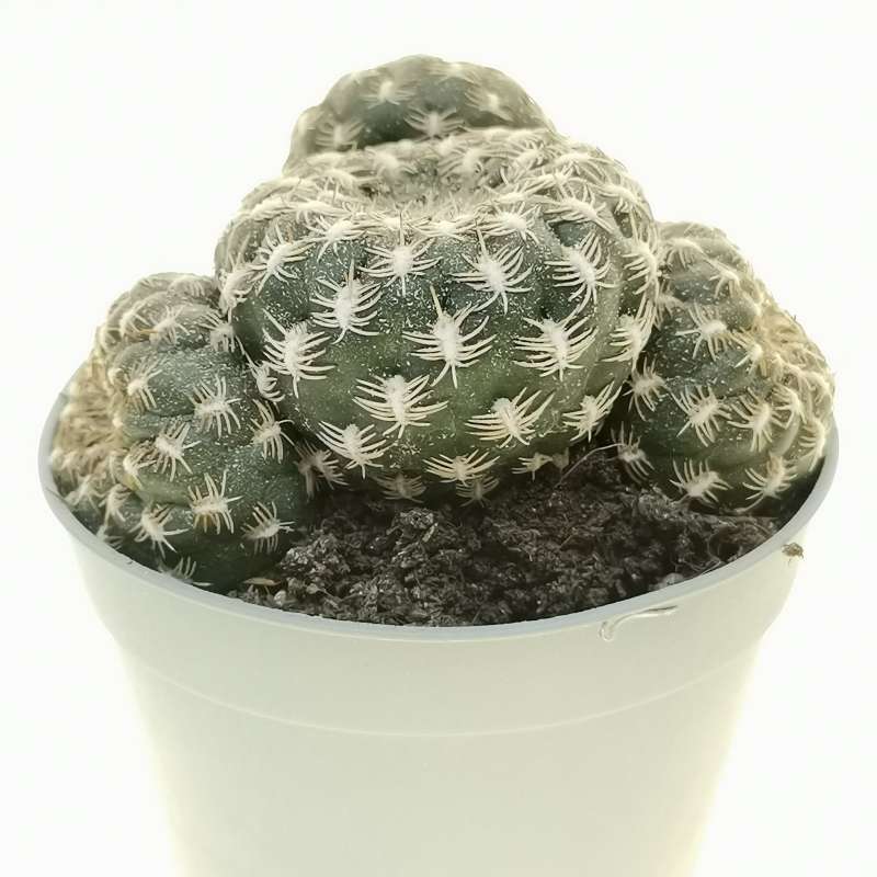 Sulcorebutia Arenacea F Prolifera Cm Cactaceae Giromagi