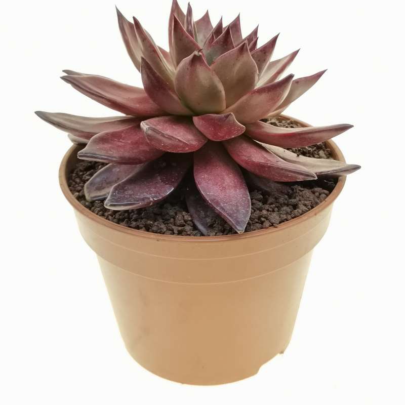 Echeveria Agavoides Atlas 17 Cm Crassulaceae Giromagi Vendita