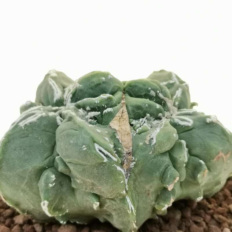 Astrophytum Myriostigma Cv Fukuryu Haku Jo F Dicotomica Cm