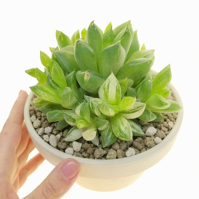 Haworthia Cuspidata F Variegata 16 Cm Aloaceae Giromagi Vendita