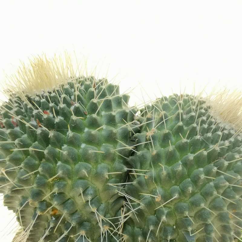 Mammillaria Spinosissima Cv Un Pico F Dicotomica 14 Cm Cactaceae