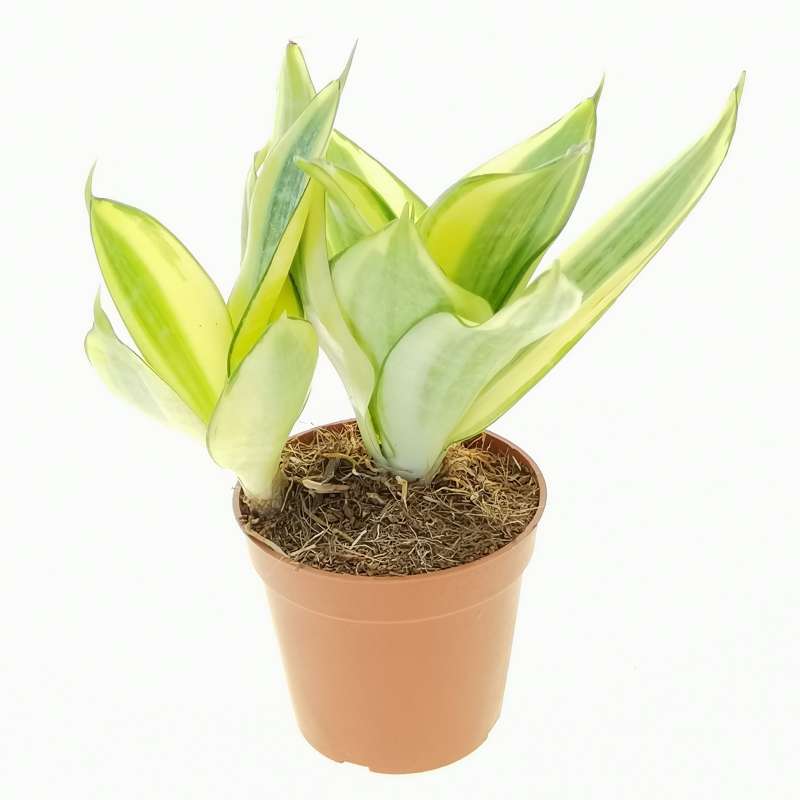 Sansevieria Trifasciata Golden Hahnii Cm Dracaenaceae