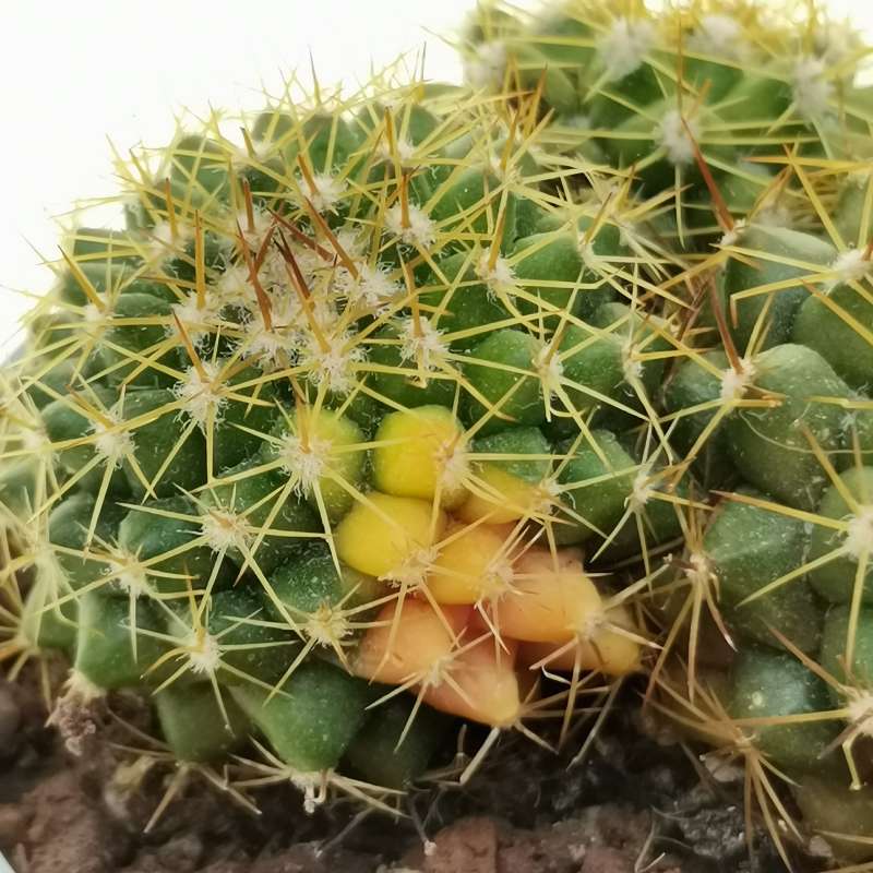 Mammillaria Marksiana F Variegata Cm Cactaceae Giromagi