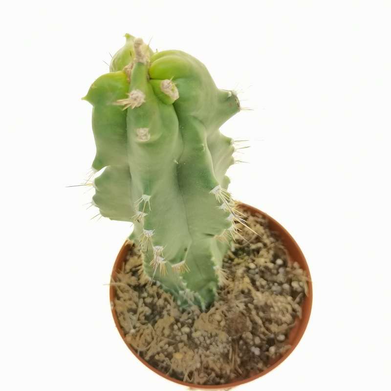 Neobuxbaumia Euphorbioides F Mostruosa Cm Cactaceae Giromagi