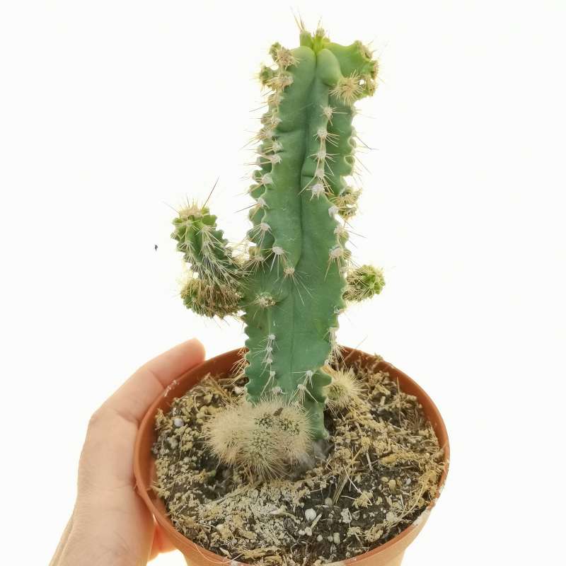 Neobuxbaumia Euphorbioides F Mostruosa Cm Cactaceae Giromagi