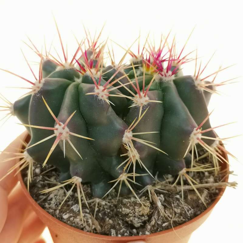 Ferocactus Stainesii F Dicotomica Cm Cactaceae Giromagi