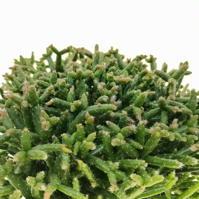 Rhipsalis Burchellii Cm Cactacee Giromagi Vendita Piante Grasse