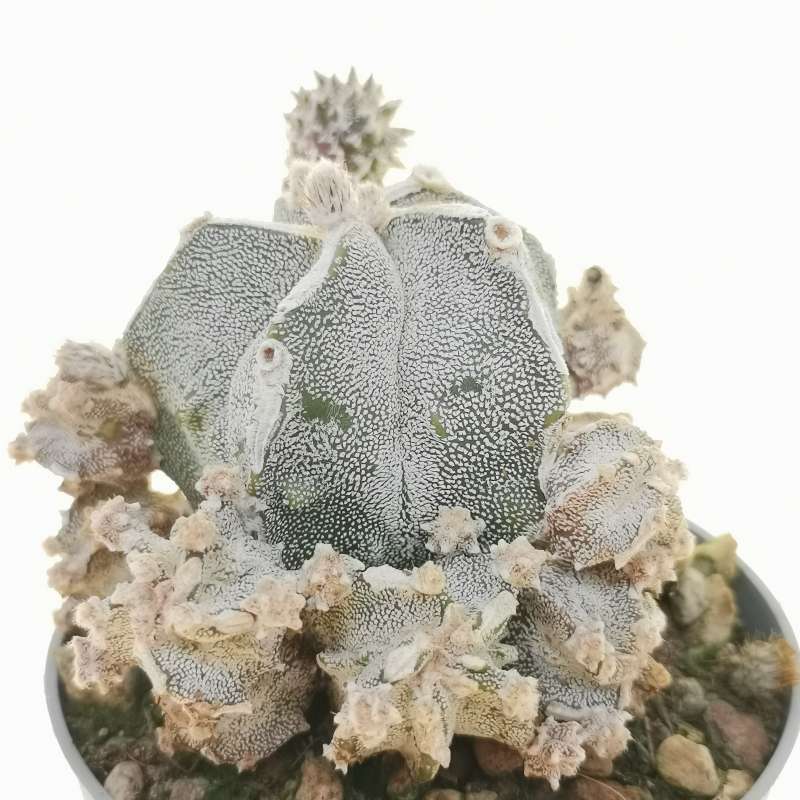 Astrophytum Myriostigma Cv Fukuryu Haku Jo F Prolifera Cm