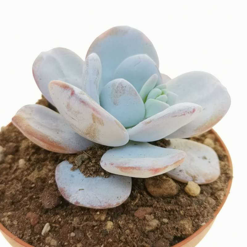 Echeveria Laui Cm Crassulaceae Giromagi Vendita Piante Grasse