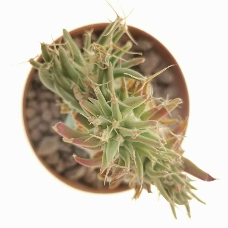 Leuchtenbergia Principis F Crestata Cm Cactaceae Giromagi