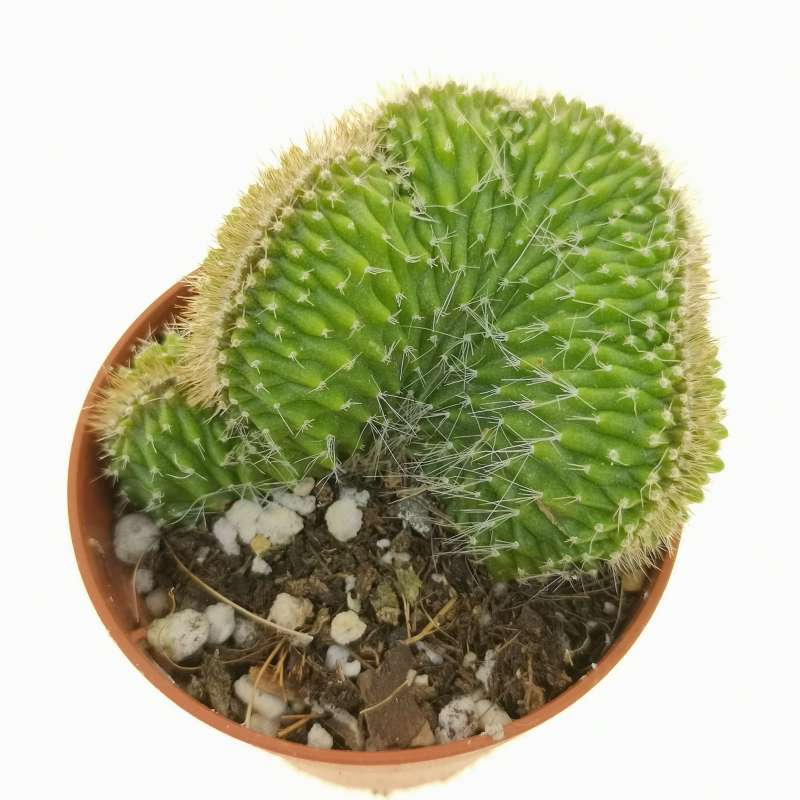 Neobuxbaumia Euphorbioides F Crestata Cm Cactaceae Giromagi