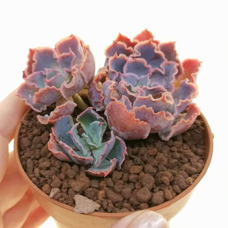 Echeveria Shaviana Neon Breakers Cm Crassulaceae Giromagi