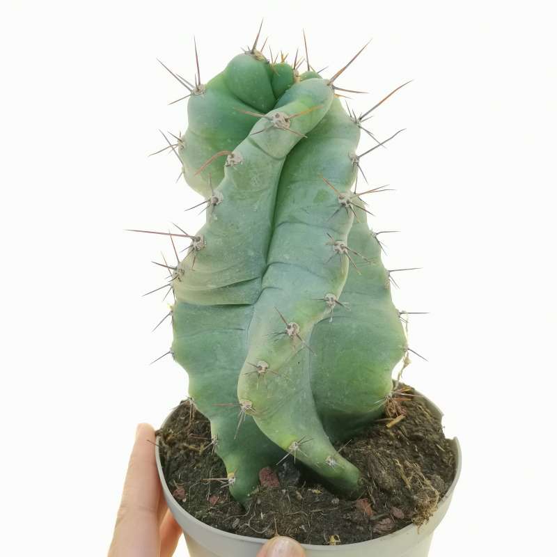 Cereus Forbesii Cv Spiralis Cm Cactaceae Giromagi Vendita