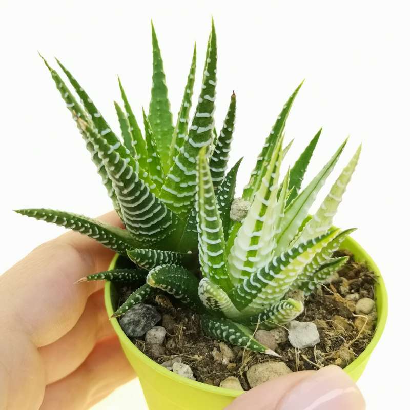 Haworthia Fasciata F Variegata Cm Aloaceae Giromagi Vendita