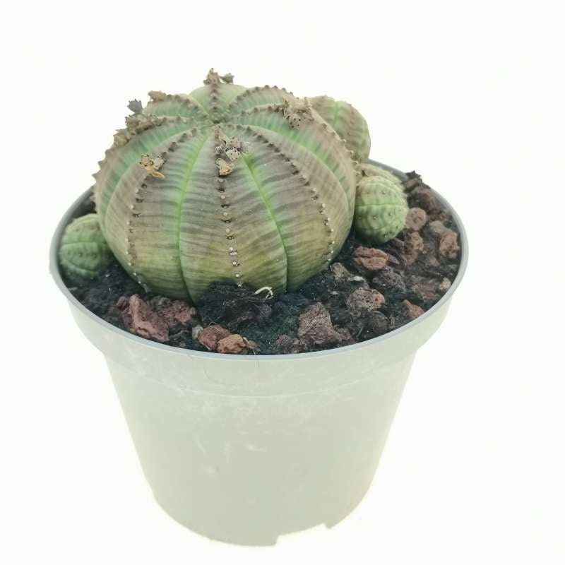 Euphorbia Obesa F Prolifera 10 Cm Euphorbiaceae Giromagi Vendita