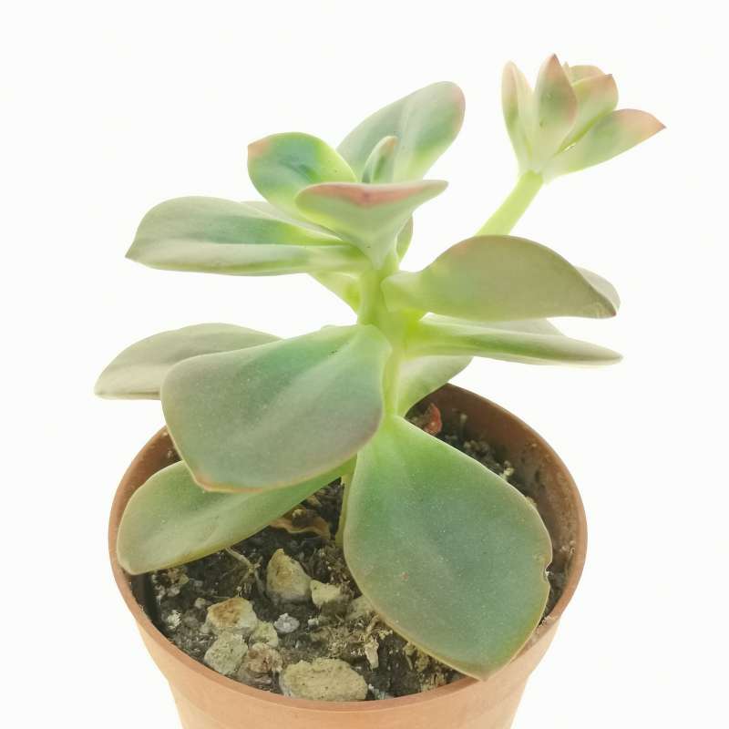 Echeveria Chroma Cm Crassulaceae Giromagi Vendita Piante Grasse