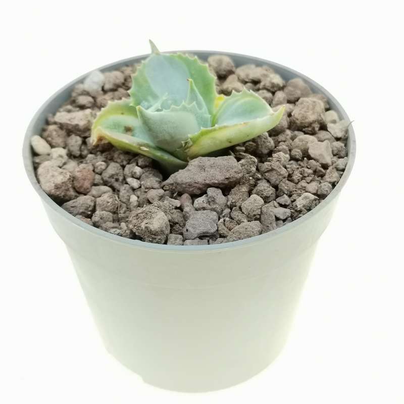 Agave Potatorum Var Verschaffeltii Cv Shoji Raijin Mediopicta Alba 6