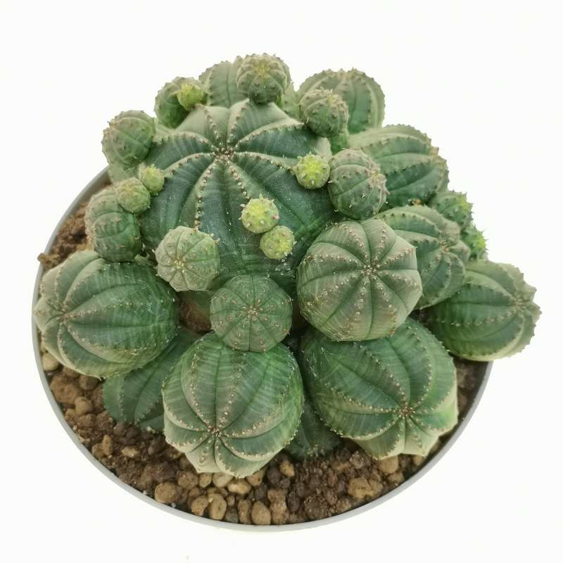 Euphorbia Obesa Cv Prolifera 14 Cm Euphorbiaceae Giromagi Vendita