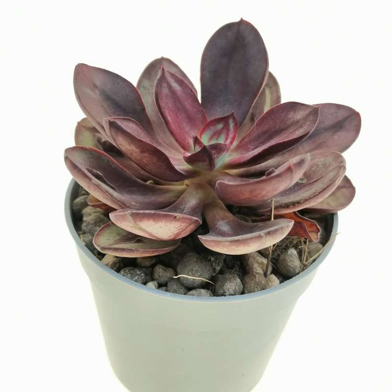 Echeveria Nodulosa Maruba Benitsukasa 6 5 Cm Crassulaceae